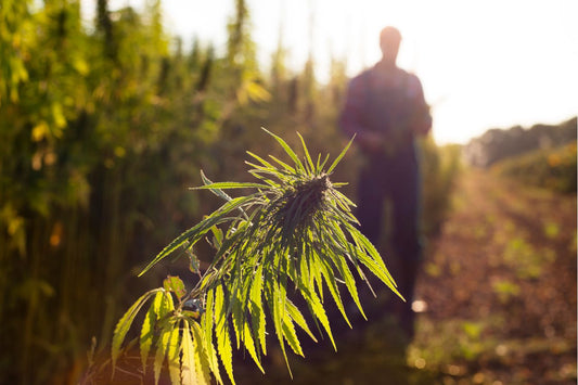 Un champ de cannabis au Maroc