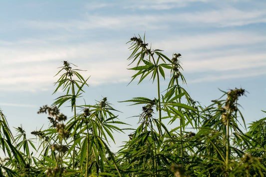 Champ de cannabis et ciel bleu