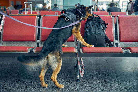 Un chien policier renifle un sac à dos