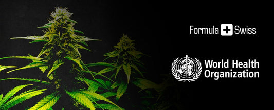 L'Organisation Mondiale de la Santé annonce des changements historiques sur la Classification du  cannabis