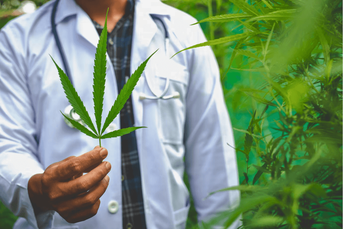 Zurich lance l'étude "Züri Can" sur le cannabis : Un pas vers une politique moderne en matière de drogues