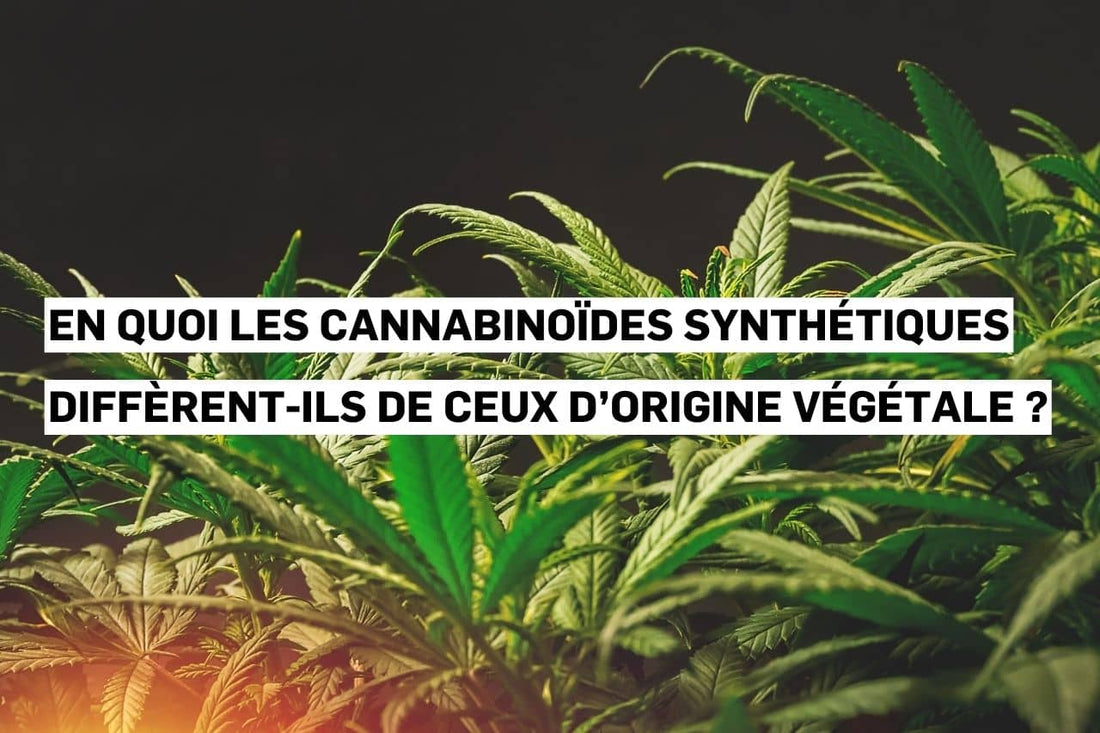 Cannabinoïdes synthétiques comparés aux cannabinoïdes naturels issus de plantes.