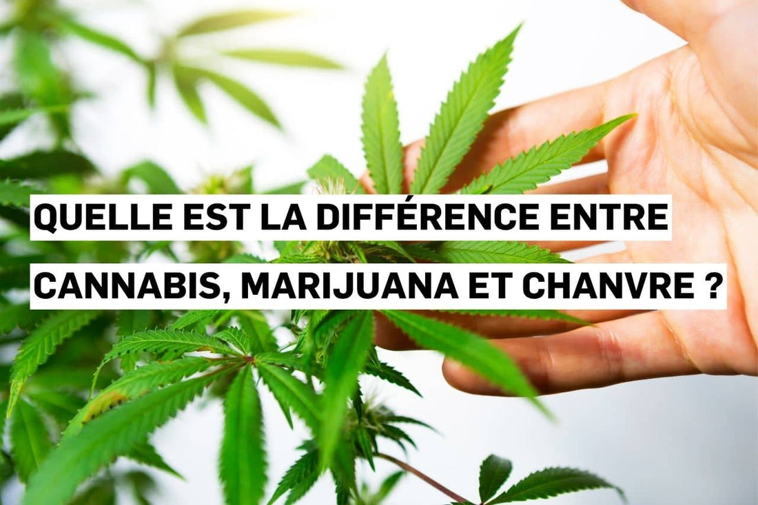 Quelle est la différence entre cannabis, marijuana et chanvre ?