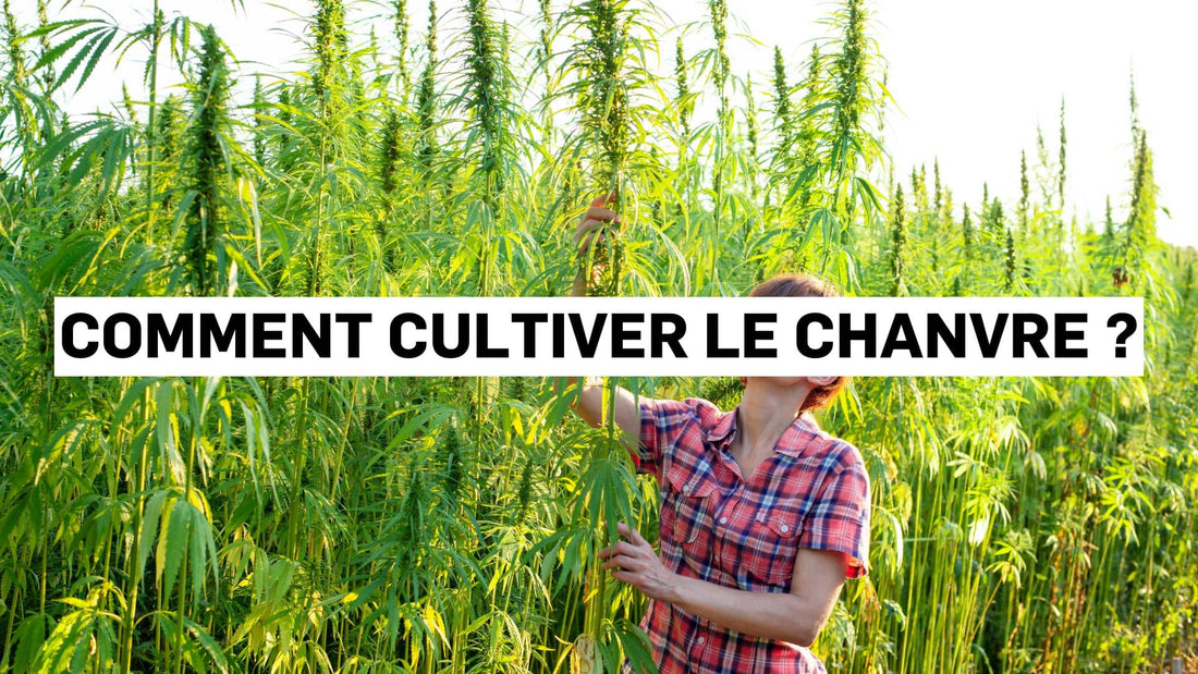 Comment cultiver le chanvre ?