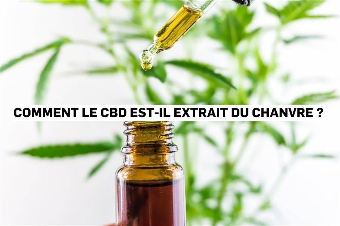 Comment le CBD est-il extrait du chanvre ?