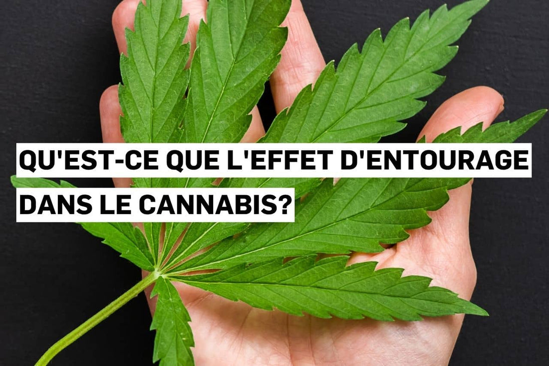 Qu'est-ce que l'effet d'entourage dans le cannabis?