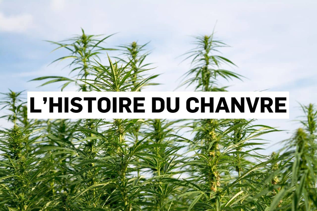 L’histoire du chanvre