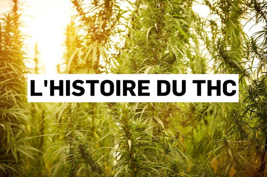 L'histoire du THC