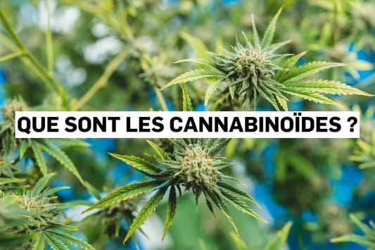Que sont les cannabinoïdes ? 