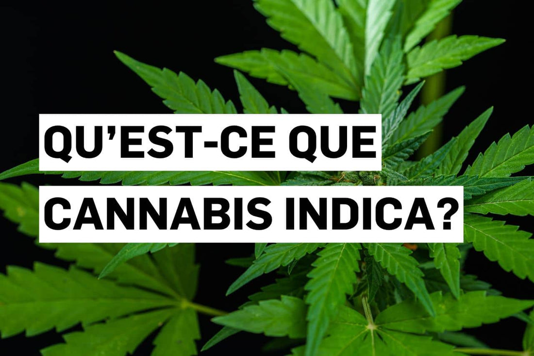 Qu’est-ce que Cannabis indica ?