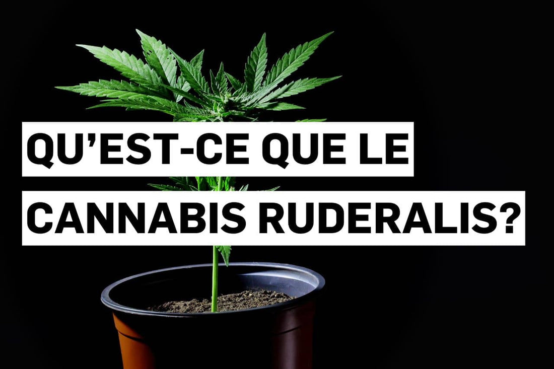 Qu’est-ce que le Cannabis ruderalis ?