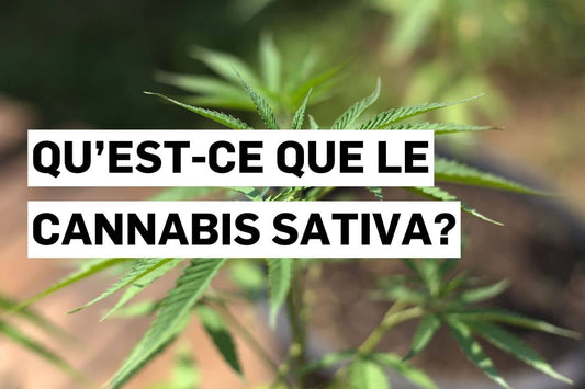 Qu’est-ce que le Cannabis sativa ?