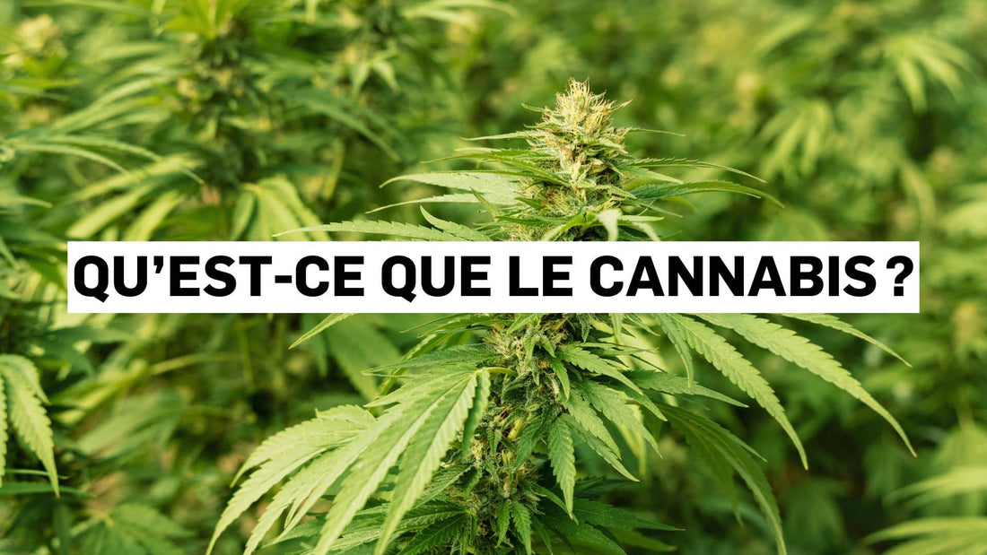 Qu’est-ce que le cannabis ?