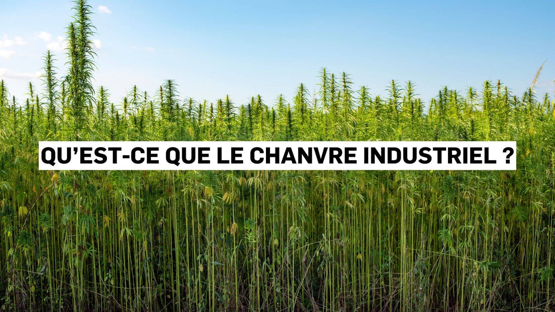 Qu’est-ce que le chanvre industriel ?