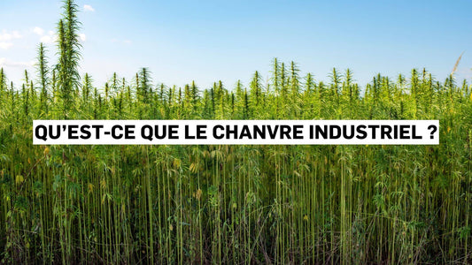 Qu’est-ce que le chanvre industriel ?