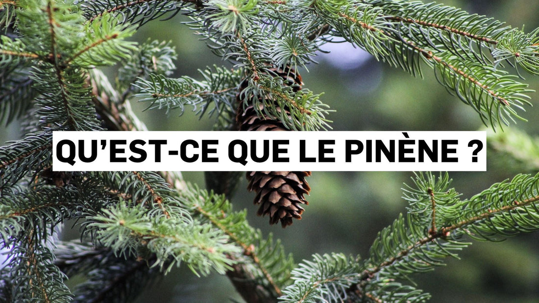 Qu’est-ce que le pinène ?