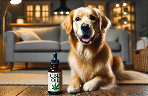 Un chien et une bouteille d'huile de CBD