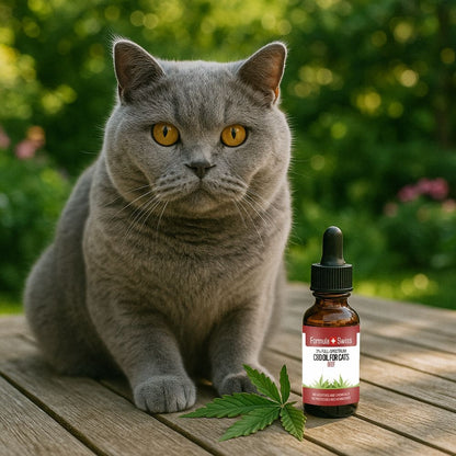 Huile de CBD pour chats boeuf