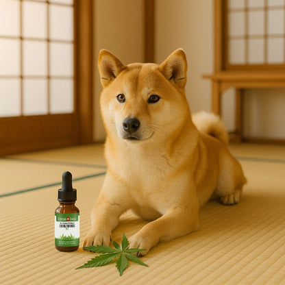 Huile de CBD pour chiens MCT