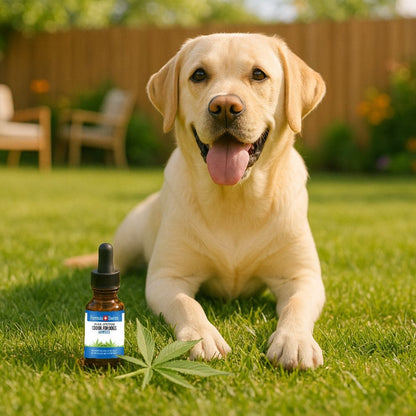 Huile de CBD pour chiens graines de chanvre